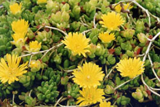 Delosperma lineare